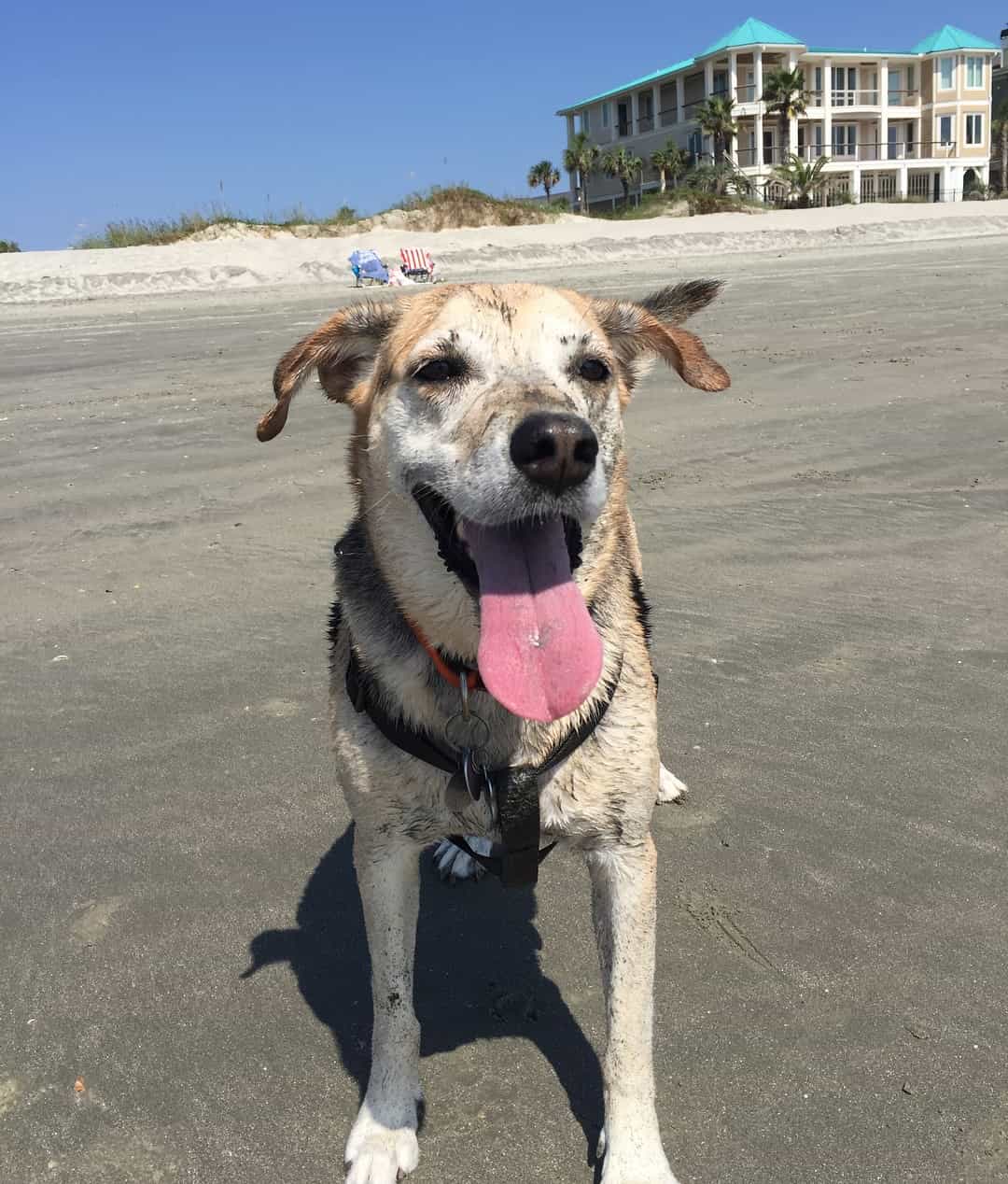 Happy dog at beach